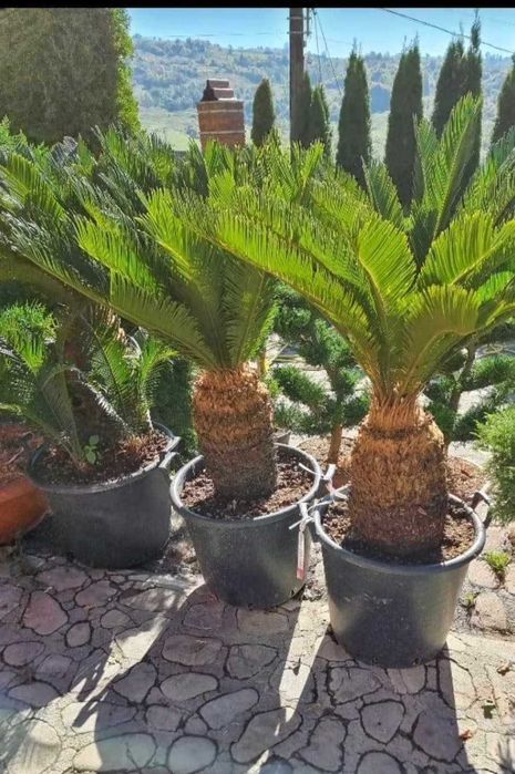 Plante Ornamentale Decorative
