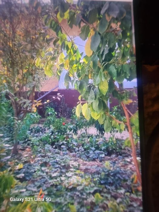 Кулупнай кучатлари