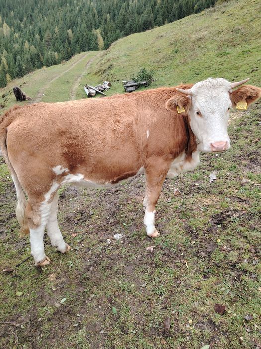 Vaci de vânzare  muntele rece cluj