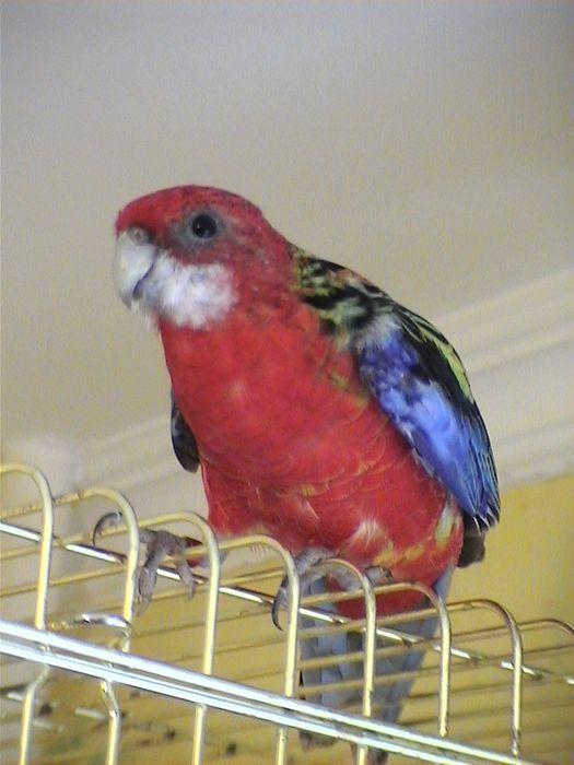 Продам пестрые разеллы оптом