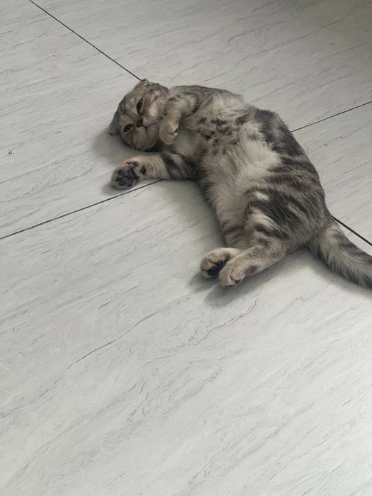Скотиш Фолд кошка