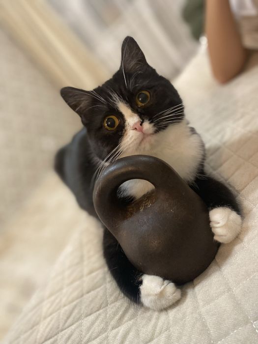 Отдам кошечку Хильду