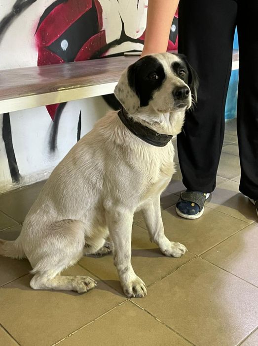 Собака ищет дом, кобель (мальчик)