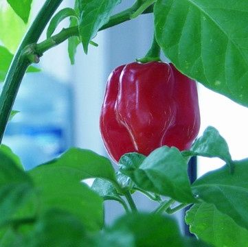 Чушка и семе от най-лютите сорт чушки в СВЕТА!
1. Каролина Рийпър – 2