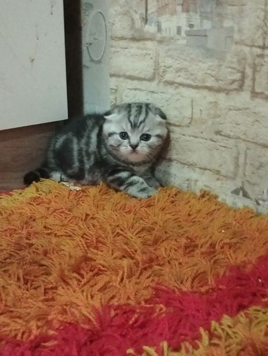Шикарные котята скоттиш страйт и фолд