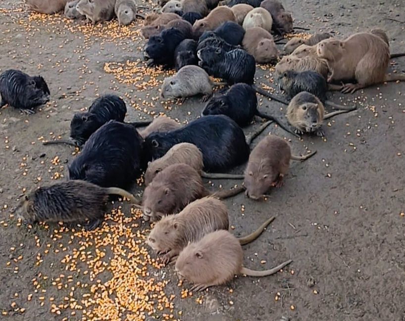 Vând Nutrii – Preț Avantajos! 

Disponibile nutrii adulte la doar 4