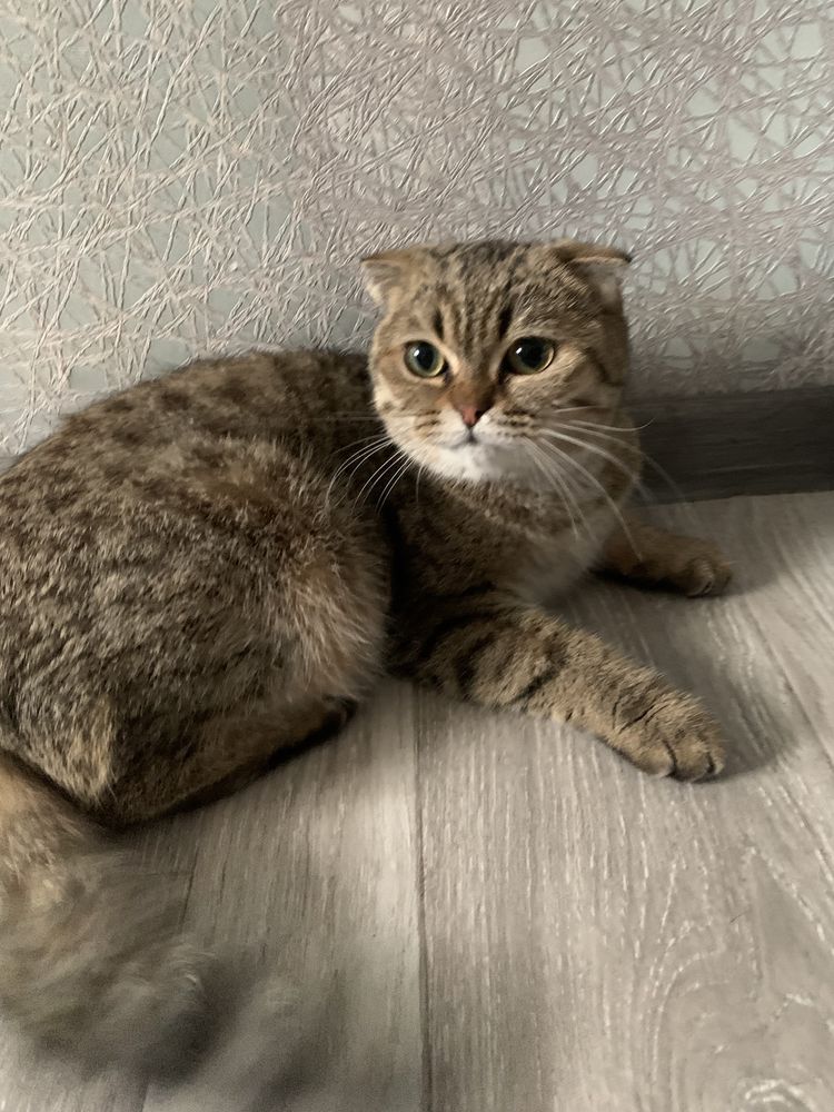 Британская скотиш фолд