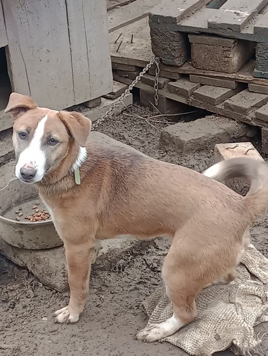 Donez cățelușa talie medie