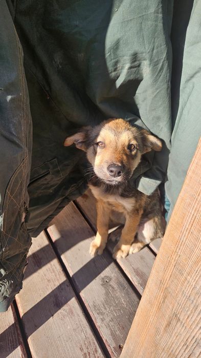 Милый щенок ищет дом