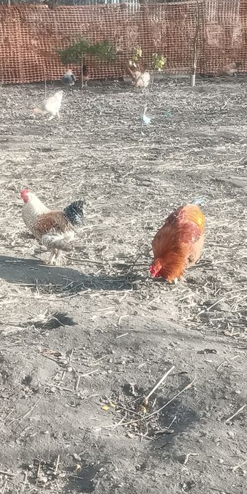 Cocosi luna Aprilie diferite rase si dimensiuni