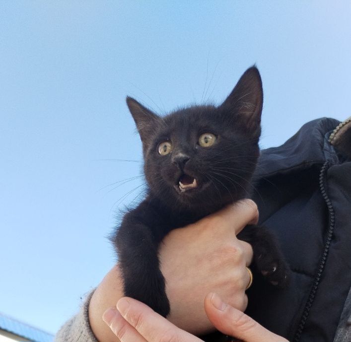 Отдам котёнка в хорошие добрые руки