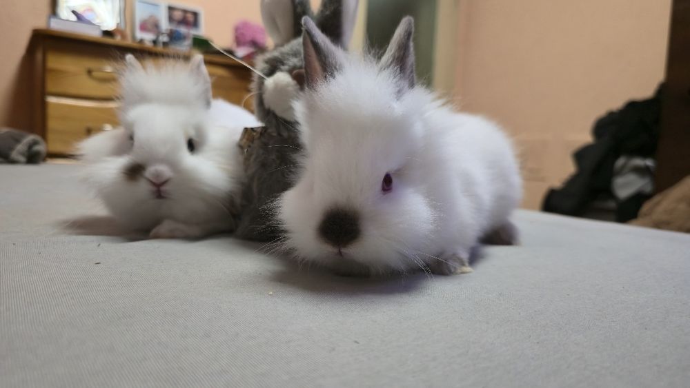 Декоративни зайчета