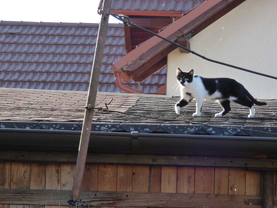 Aparat Foto Digital Compact Panasonic Dmc Fz 72 Ultra Zoom 60x