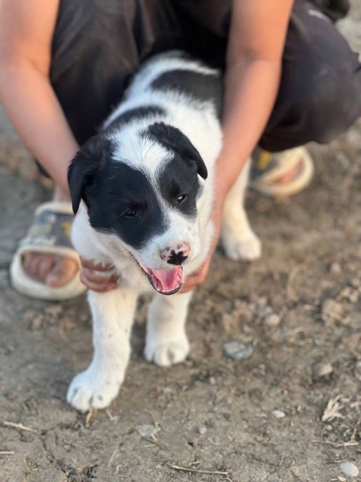 Toza alabay yakka tug’ma,jinsi Erke zotga zor kuchu