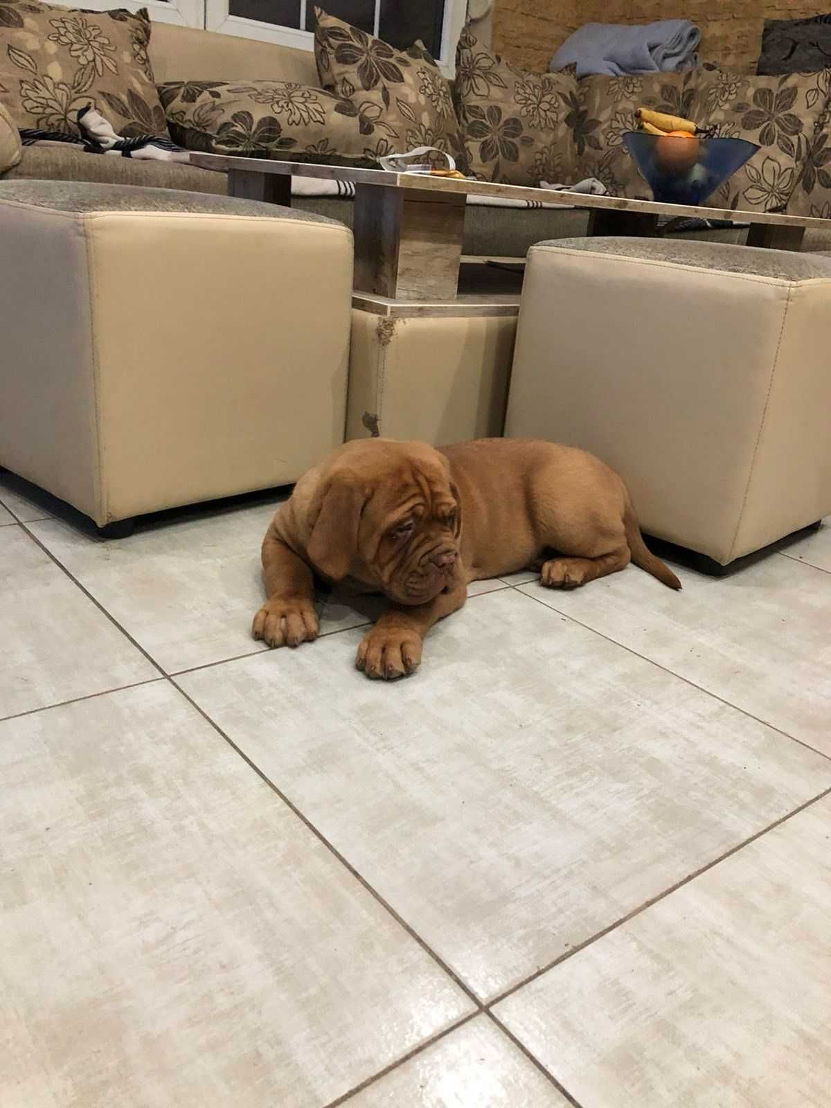 Pui rasa Dog de Bordeaux