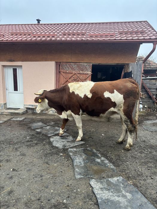 Juninca Gestanta Baltata Romaneasca