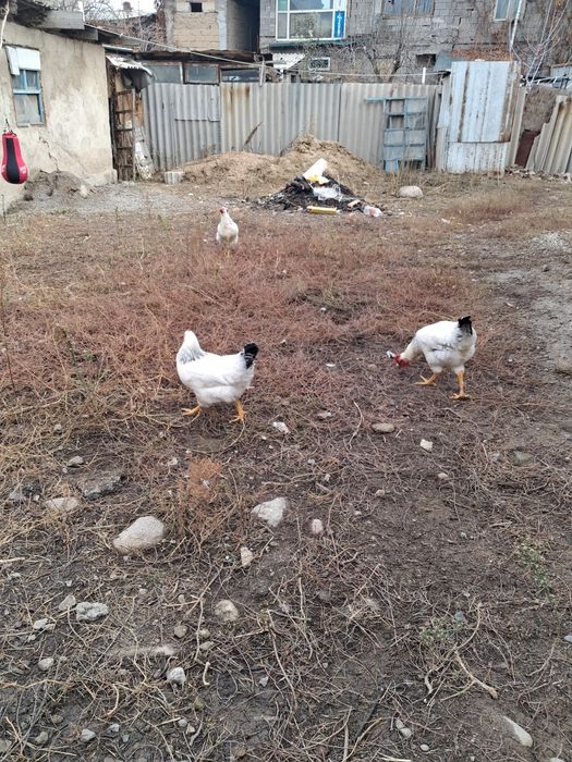 Адлерский серебристый куры