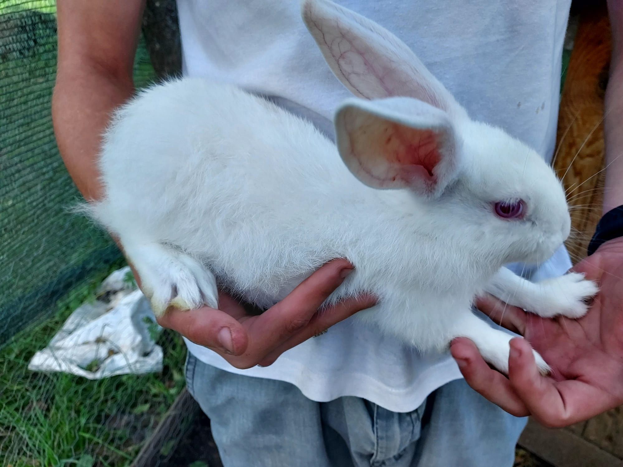 Vând pui de iepurași (iepuri albi cu ochii roșii)