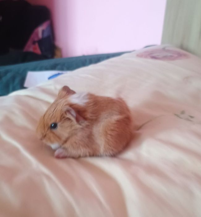 Porcușori de Guineea