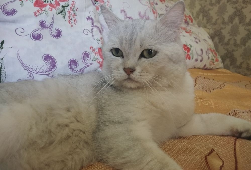 Вязка шиншилла серебро