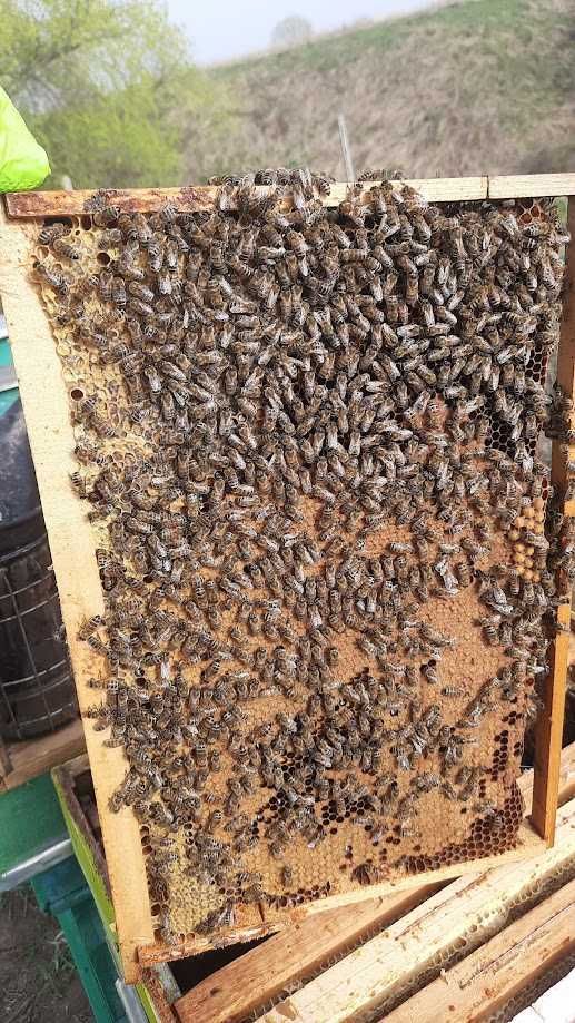 Vand albine, familii puternice, fara lada. Beehive Sell bees