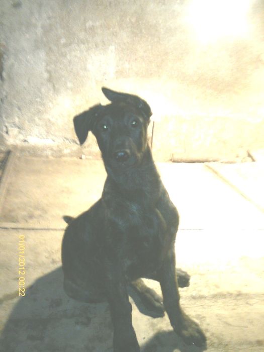 Белгийска и холандска овчарка