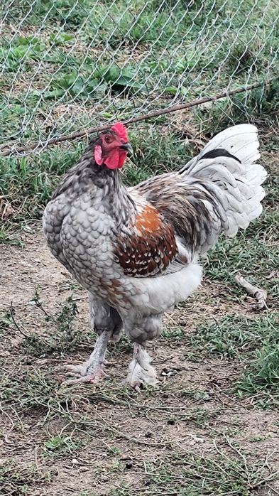 Vindem Rate macanitoare tinere din primavara , cocoși