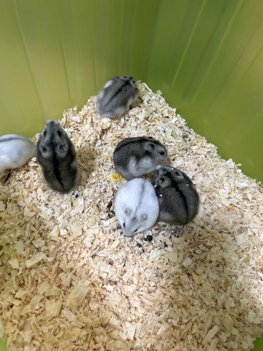 Donez hamsteri (Galati)