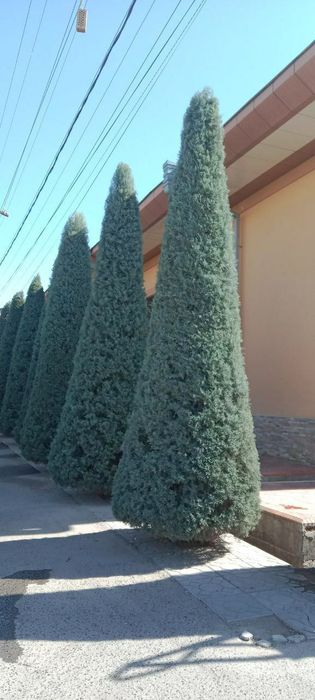 Gazon Ekamiz Lanshab qilamiz Archalarga shakil beramiz