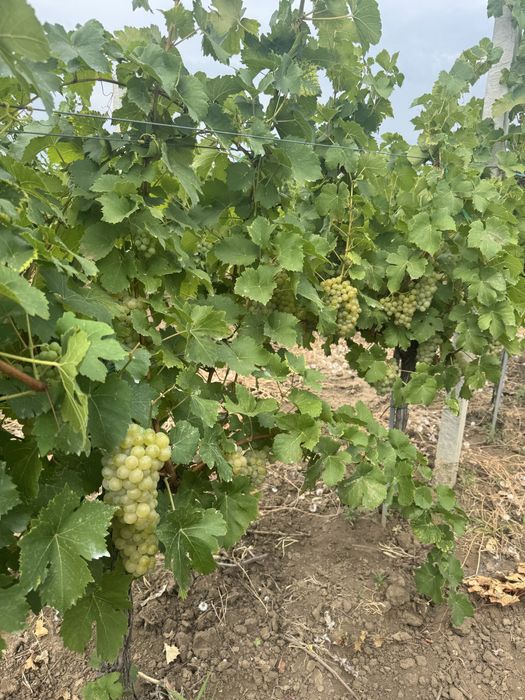 Vand struguri Muscat Ottonel pentru vin.