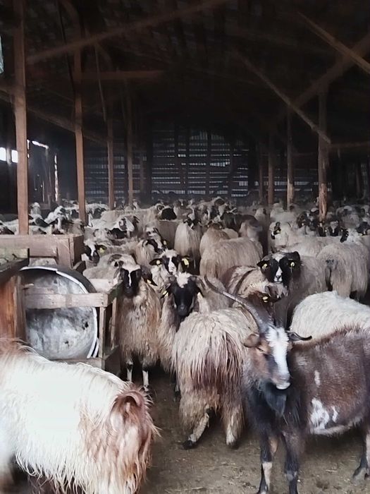 Vând oi de tinut