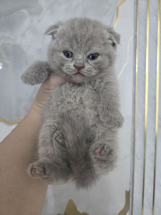 Шотландский фолд девичка и