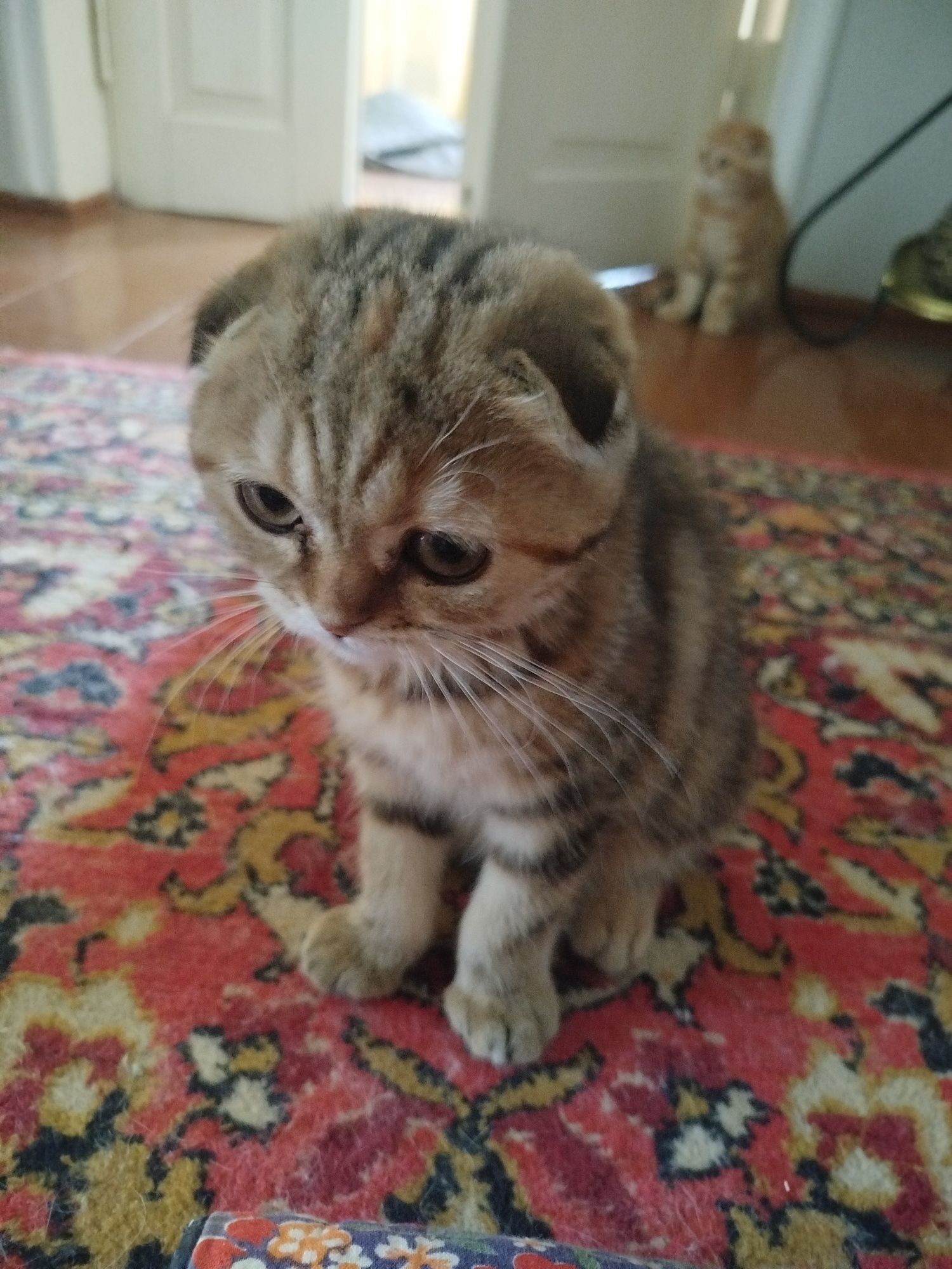 Котята очень милые
