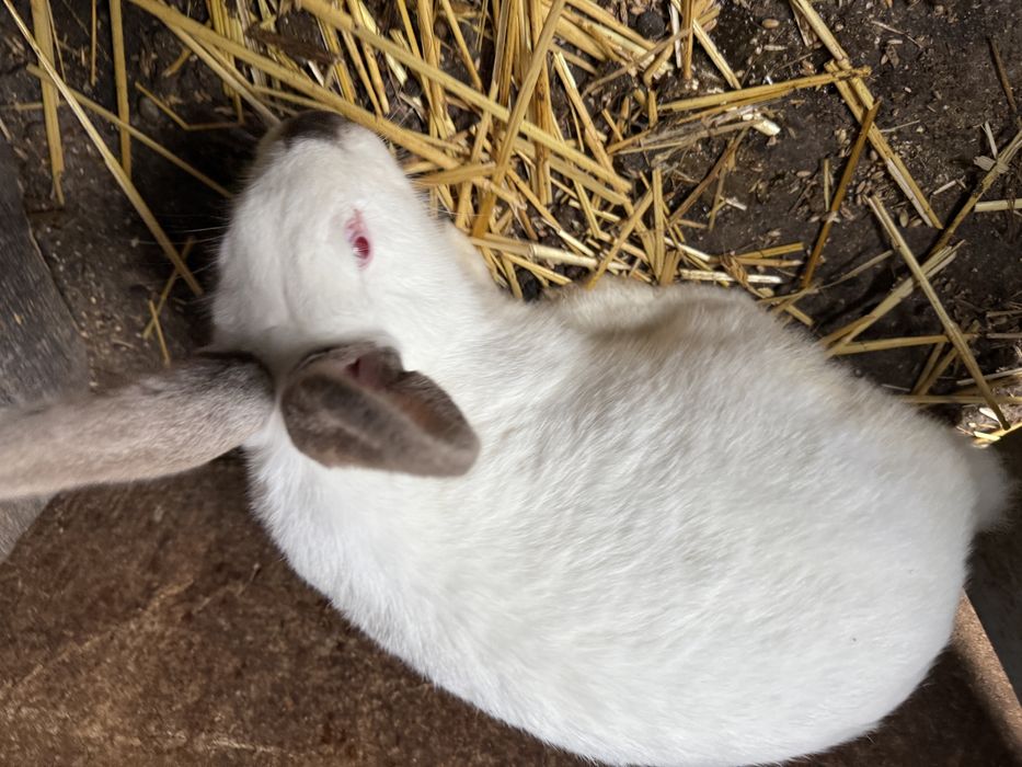 Vand femela urgent 150lei negociabil