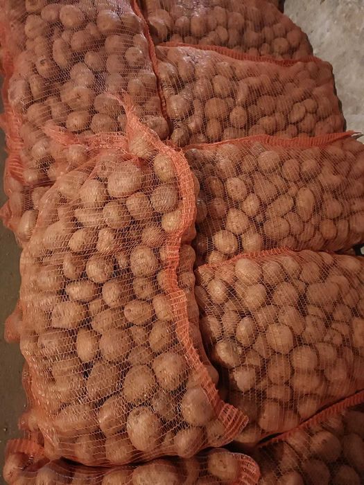 cartofi de samanta inmultire I, soiuri Riviera si Carera Carrera