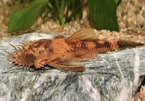 Сомки три колор lda-016