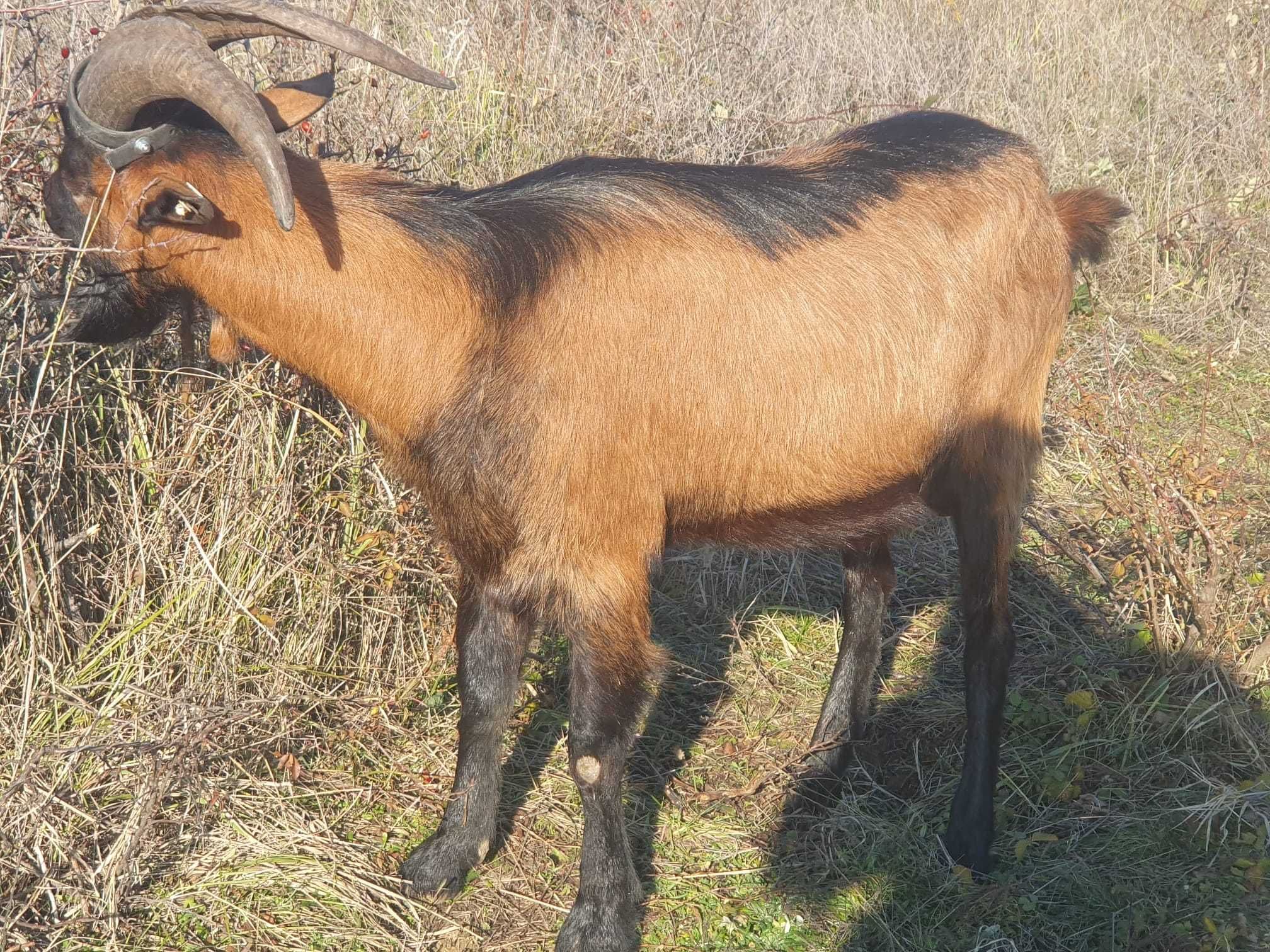 Vând 4 țapi (3 alpini și 1 saneen)