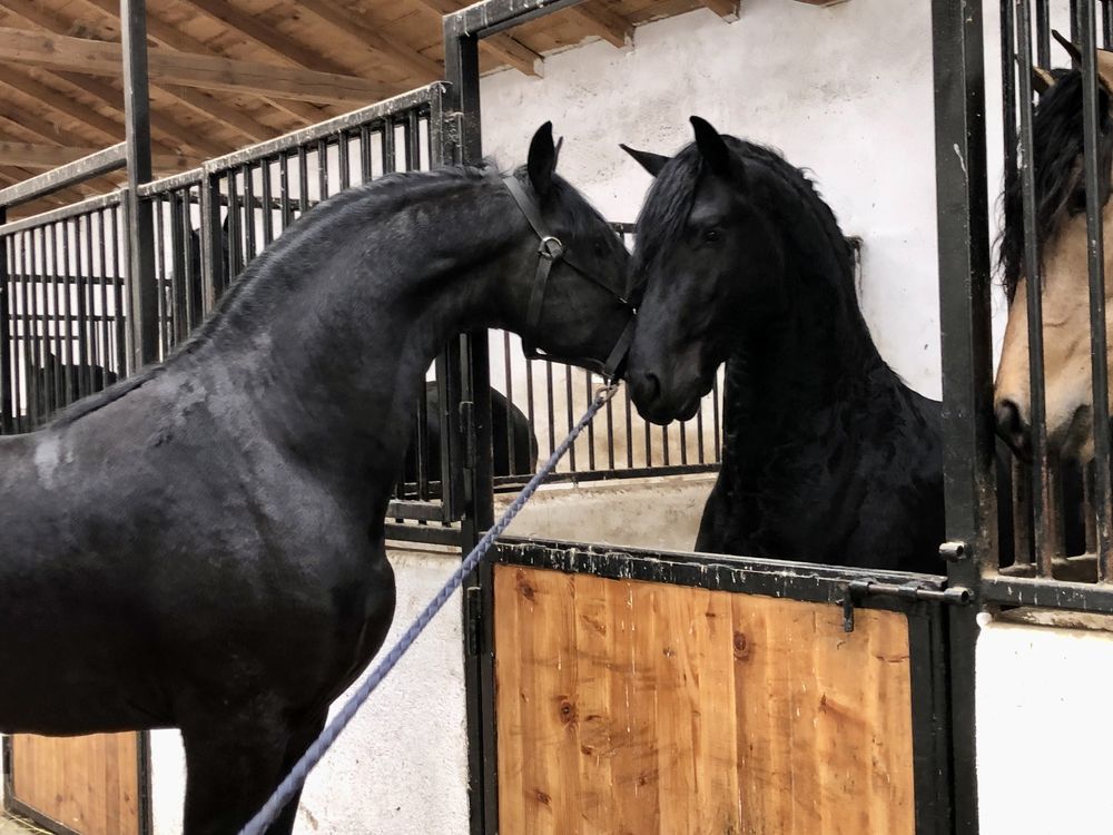 Armăsari Armăsar Friesian Frizian Frizieni