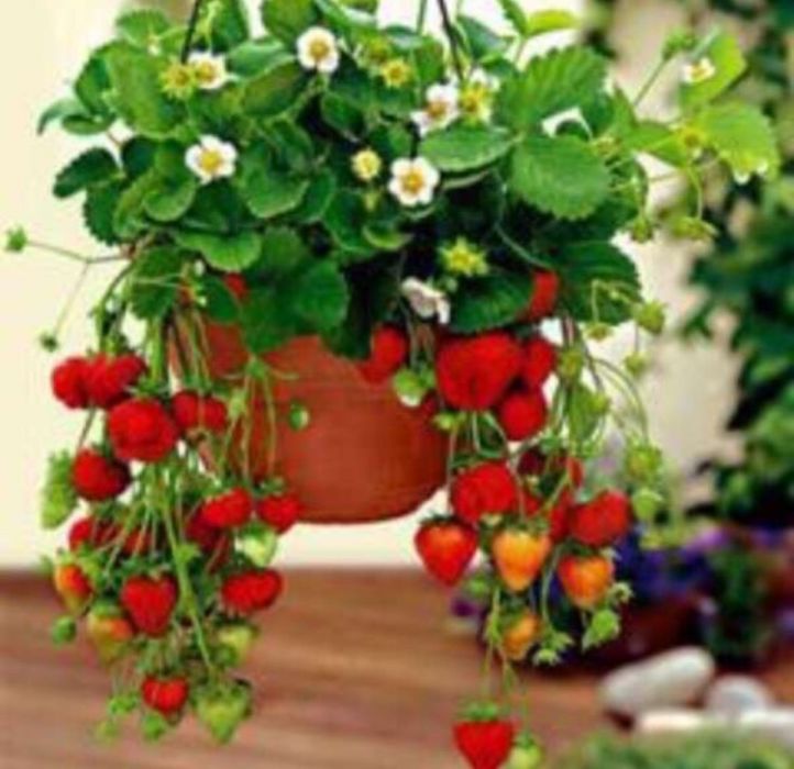 Разсад целогодишни ягоди-висящи и нискостеблени