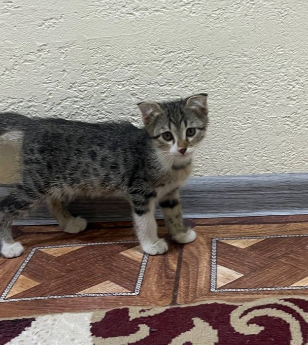 Отдам даром котенка.