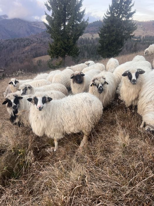 Vand oi mai multe detali la telefon