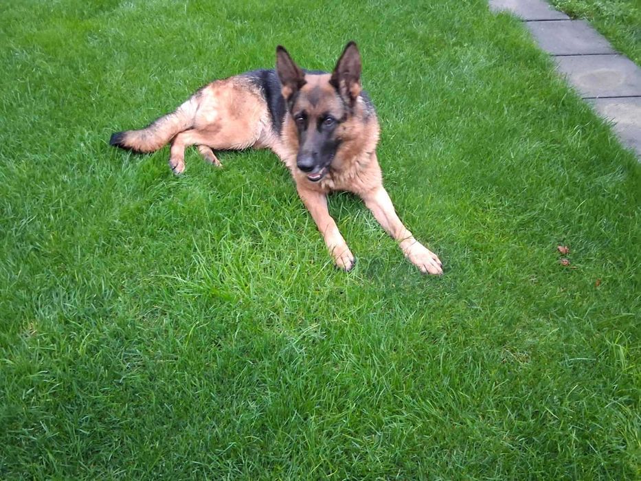 Две немски овчарки | мъжка и женска