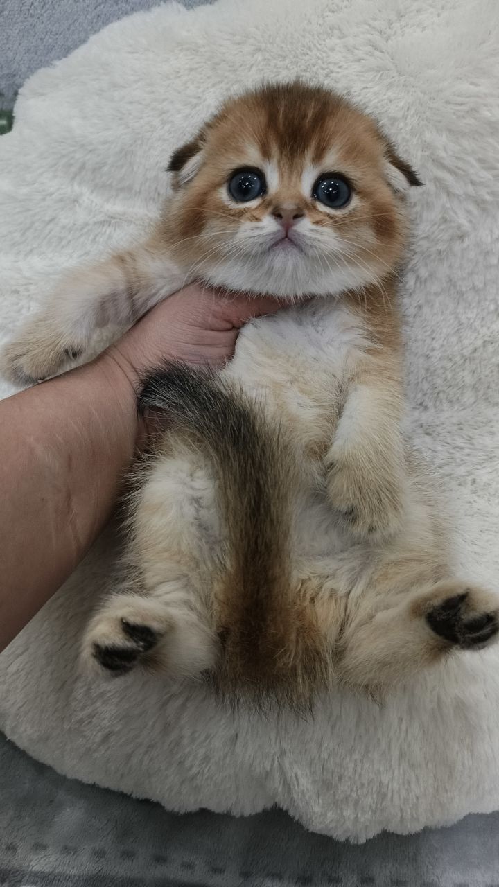 Продаётся элитный котёнок скоттиш-фолда крас золотая шиншилла
