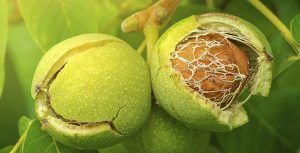 Pomi Fructiferi  nuc sebesel