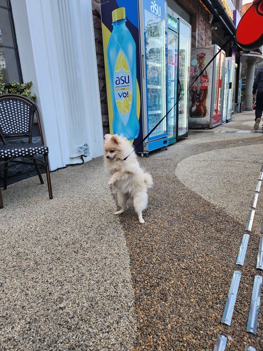 Продается щенок шпиц