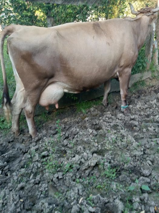 Vaca de vânzare ,preț negociabil ...mai multe detalii in privat.