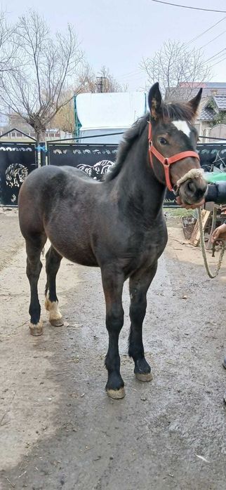 Vând manzuca de 4 luni jumate