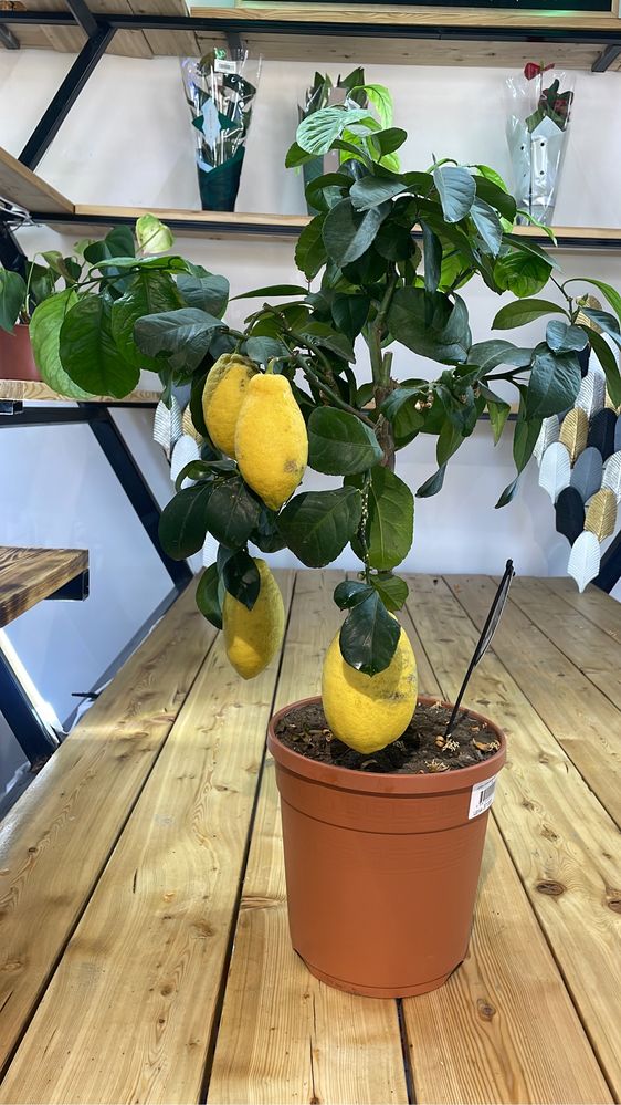 Лимон с плодами