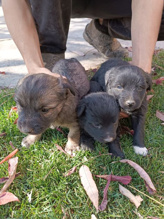 Щенки,охранники ,