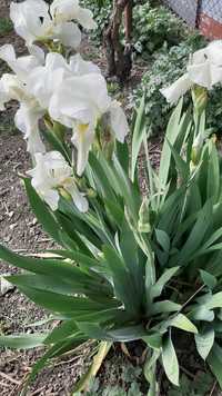 Iris alb  si mov cu galben